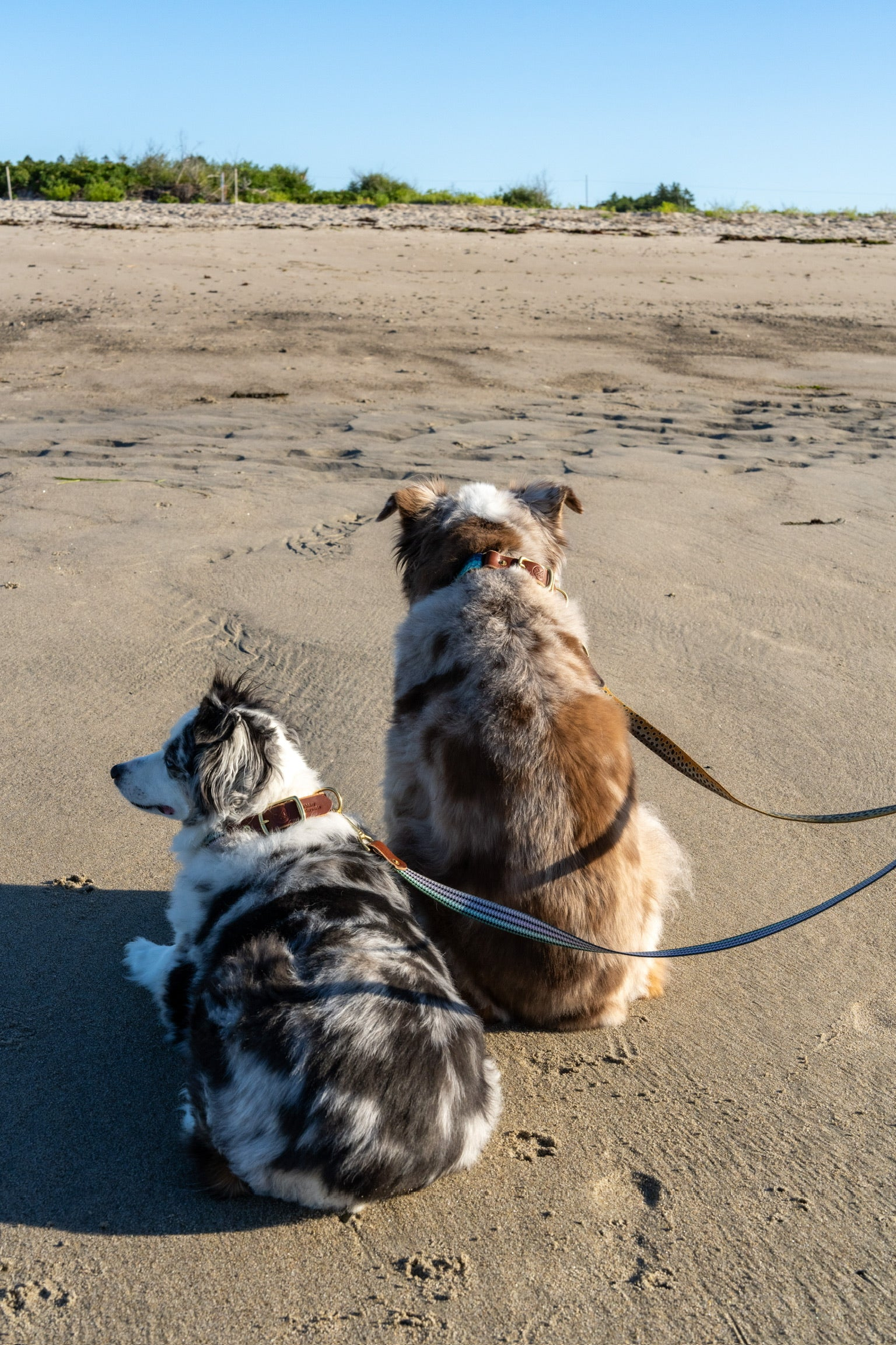 The Whiskey Dog Collection - Whiskey Leatherworks