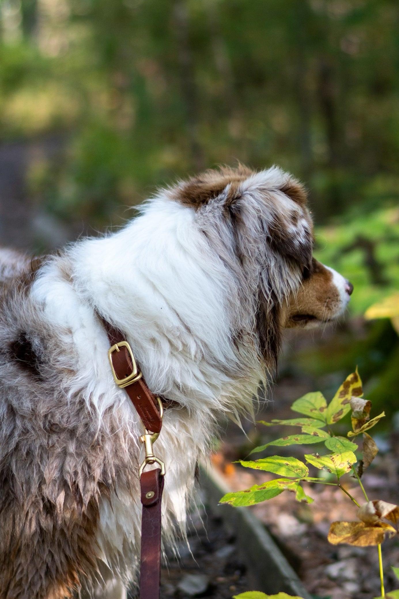 Full Leather Dog Collar - Whiskey Leatherworks