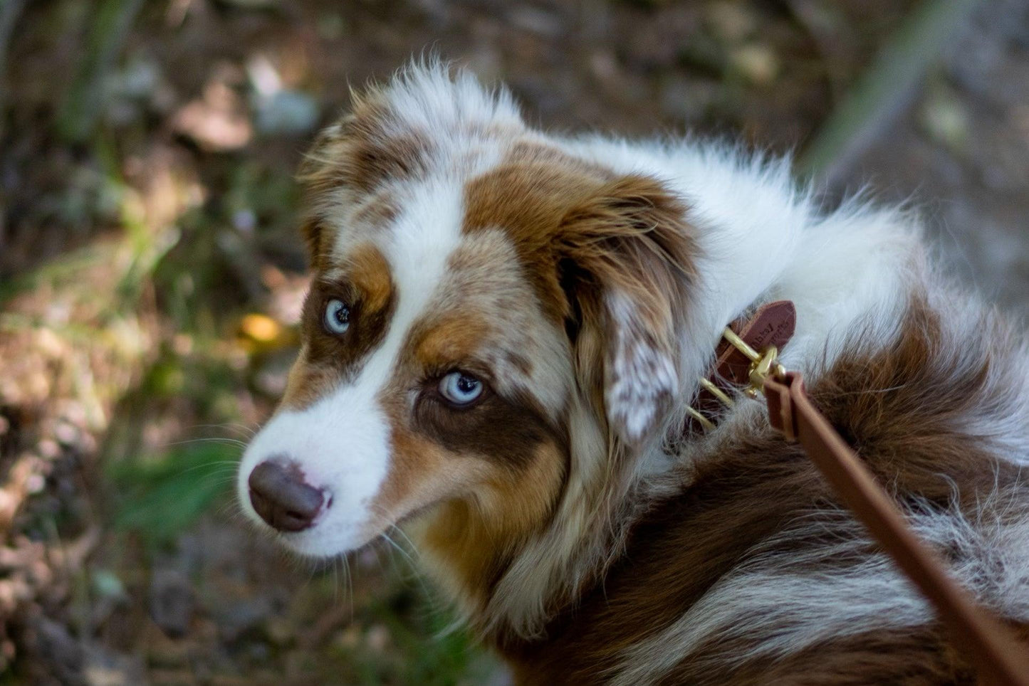 Full Leather Dog Collar - Whiskey Leatherworks