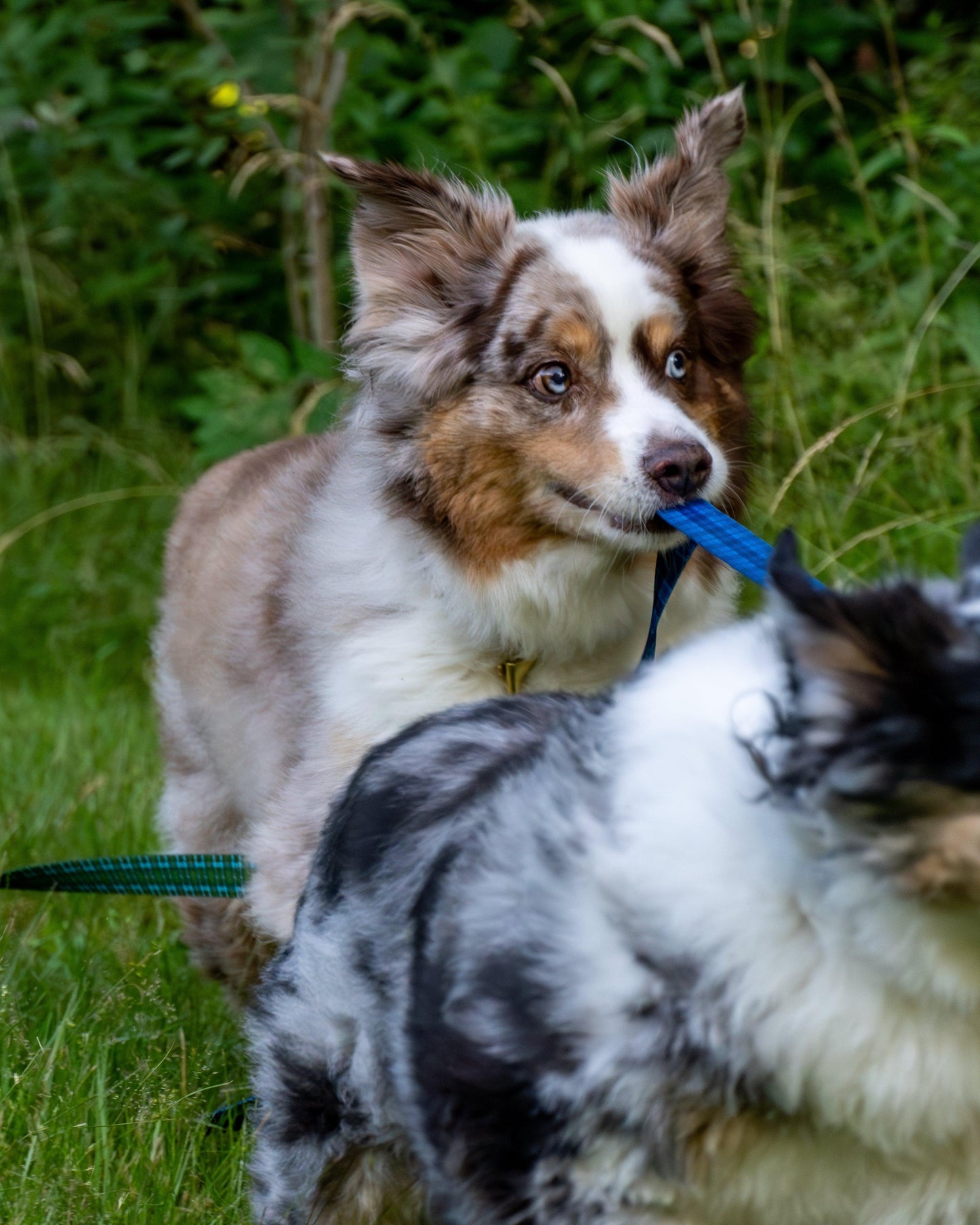 Wholesale - The Whiskey Tartan Dog Leashes - Whiskey Leatherworks