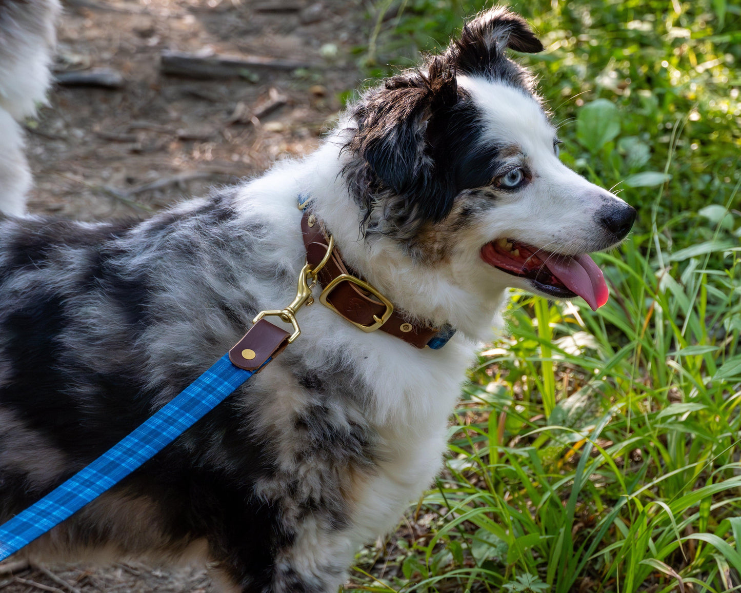 Wholesale - The Tartan Dog Collars - Whiskey Leatherworks