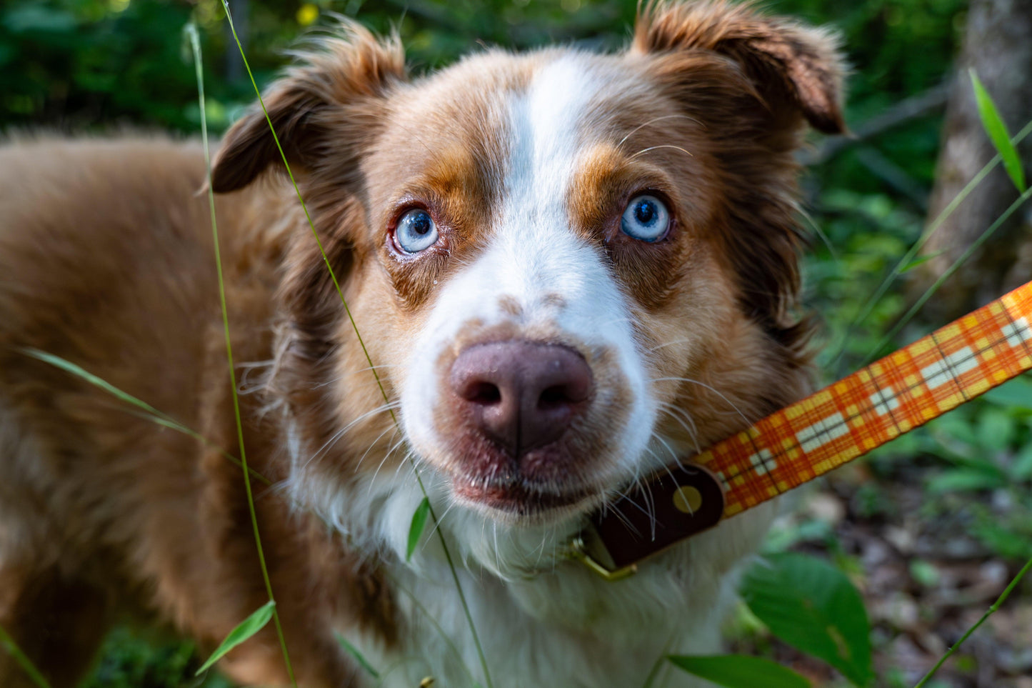 Wholesale - The Whiskey Tartan Dog Leashes - Whiskey Leatherworks