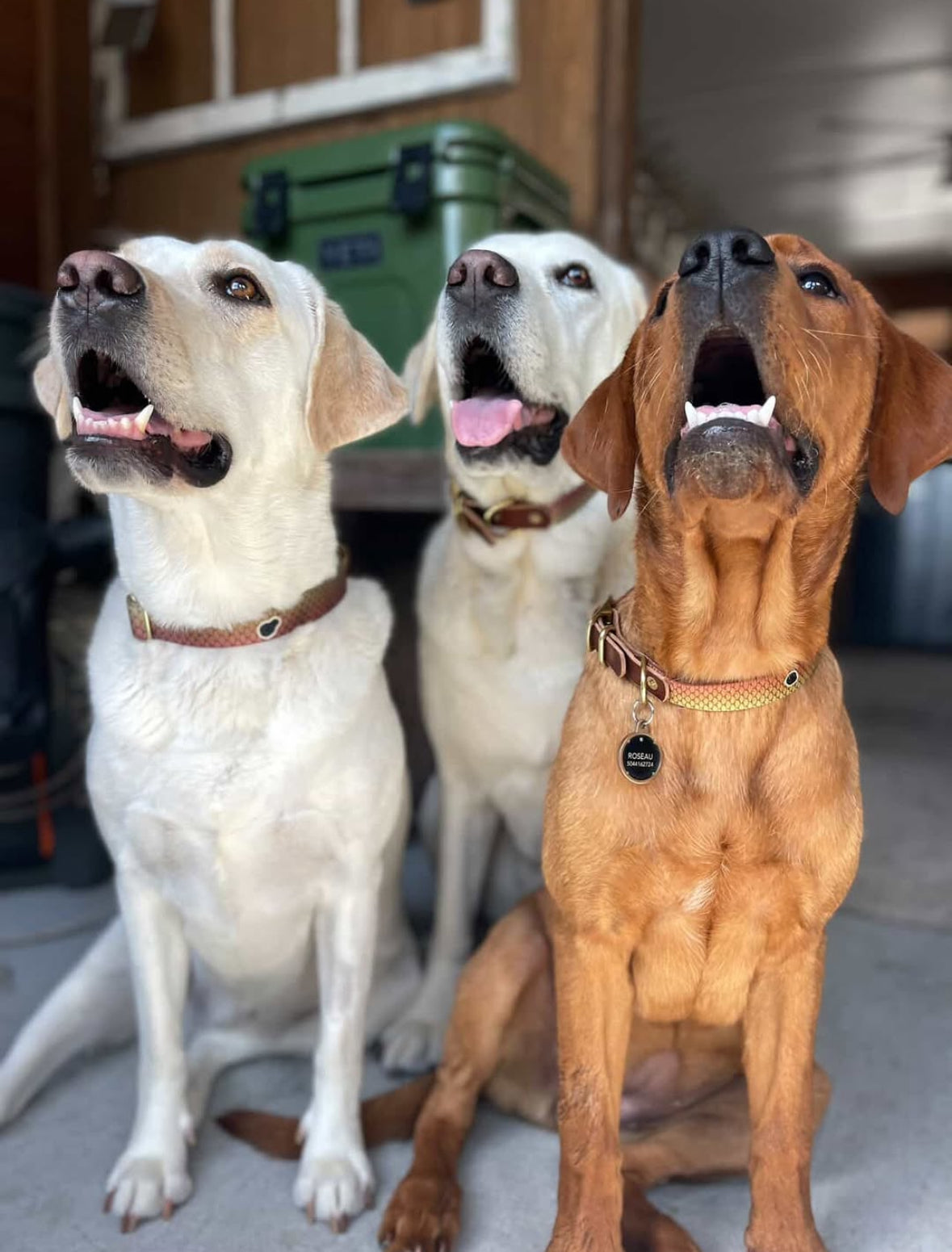 Saltwater Dog Collars