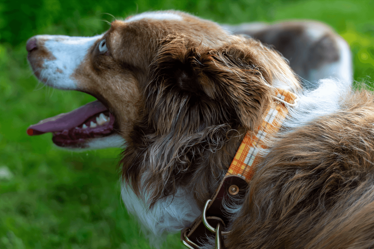 Wholesale - The Tartan Dog Collars - Whiskey Leatherworks