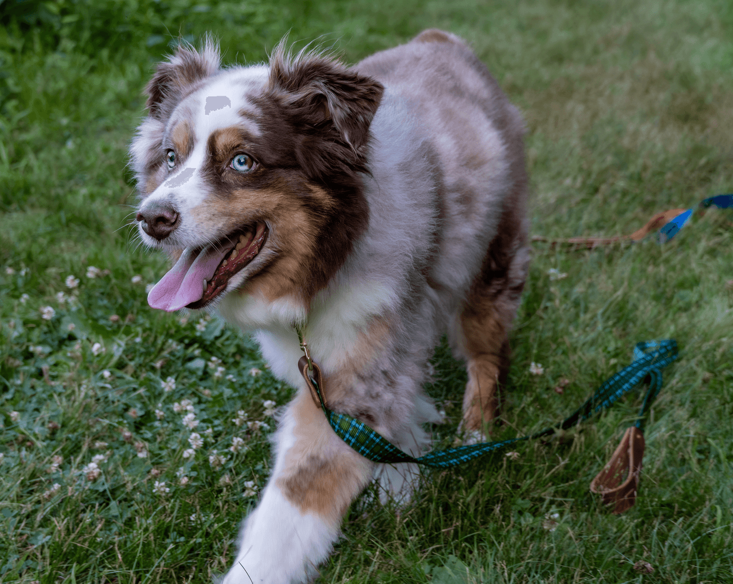 Wholesale - The Whiskey Tartan Dog Leashes - Whiskey Leatherworks