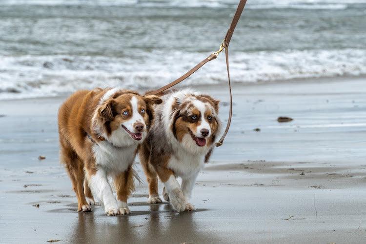 Full Leather Dog Leash - Whiskey Leatherworks