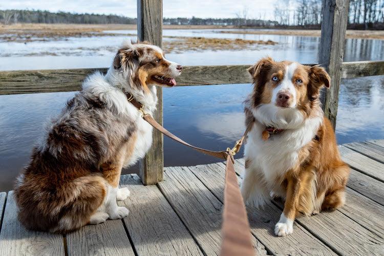 Full Leather Dog Leash - Whiskey Leatherworks