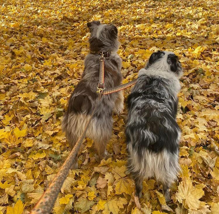 The Whiskey Double Dog Leash - Whiskey Leatherworks