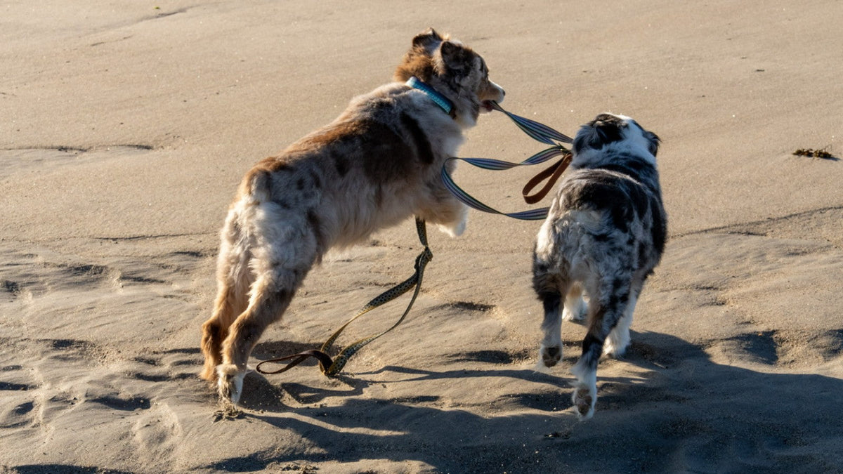 Wholesale Dog Collection