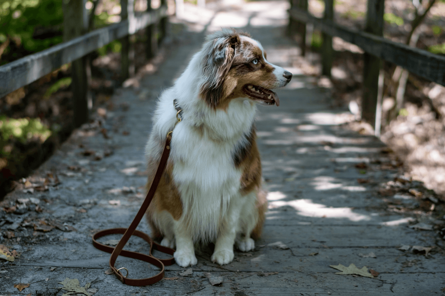 Dog Bundle - Whiskey Leatherworks