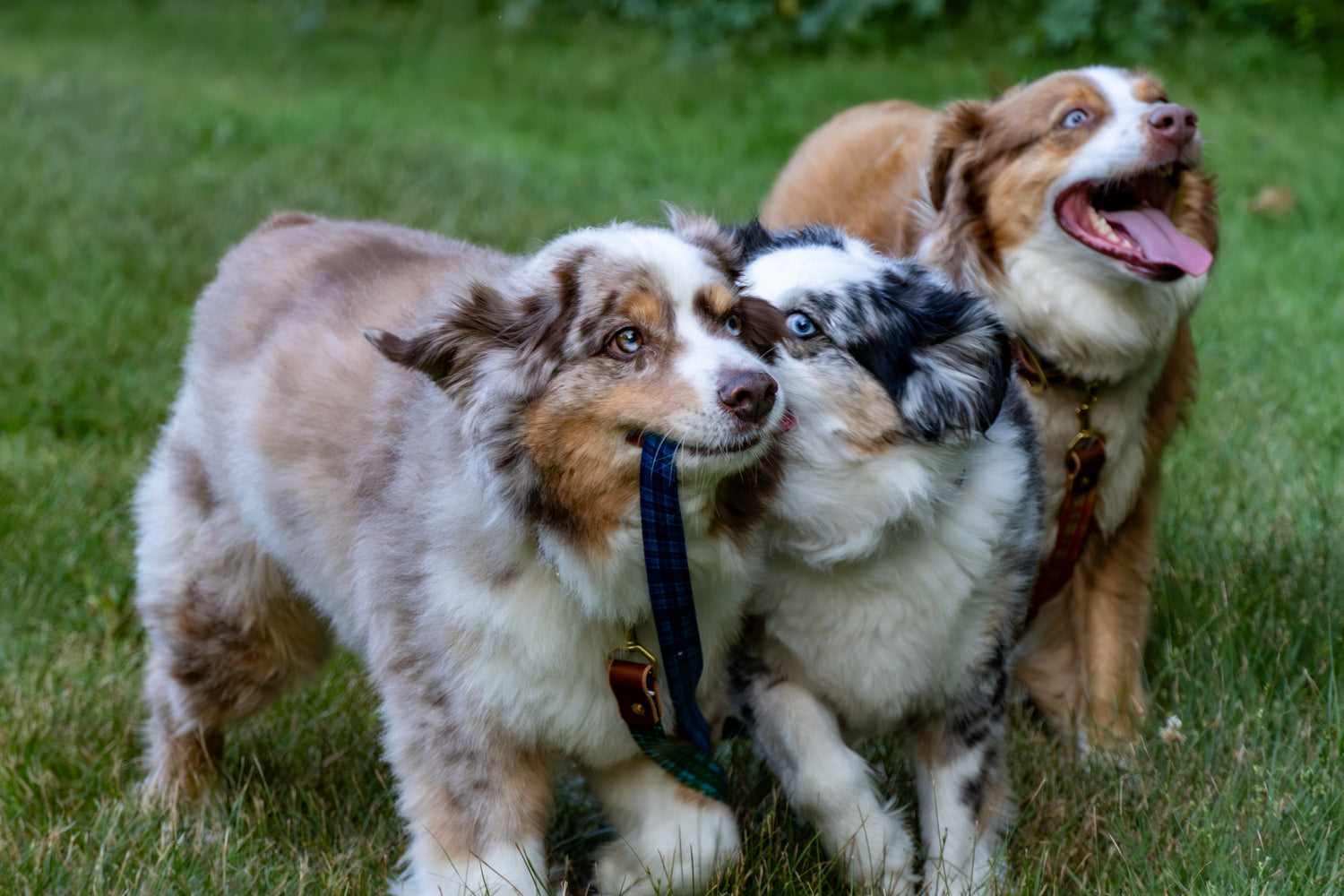 Wholesale Dog Store