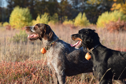 Upland Dog Collars