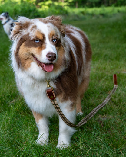 The Whiskey Tartan Dog Leashes