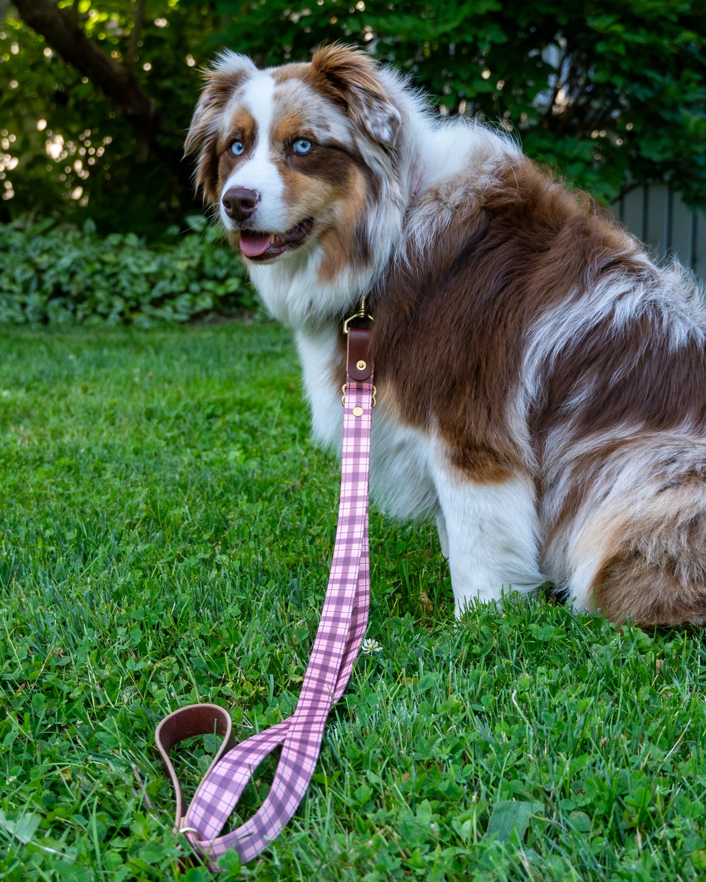 The Whiskey Tartan Dog Leashes