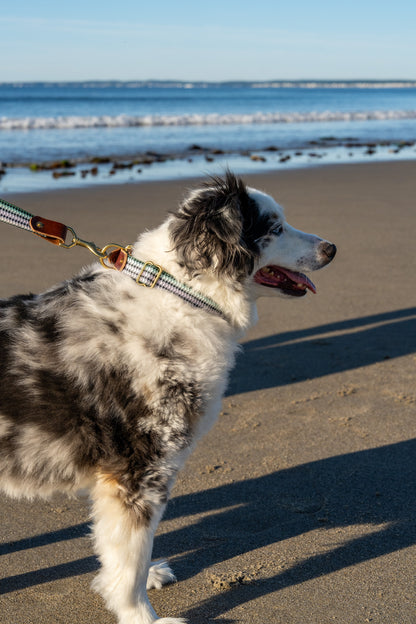Saltwater Dog Collars