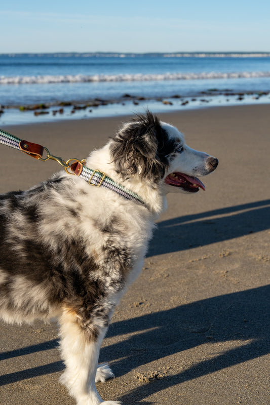 Saltwater Dog Collars
