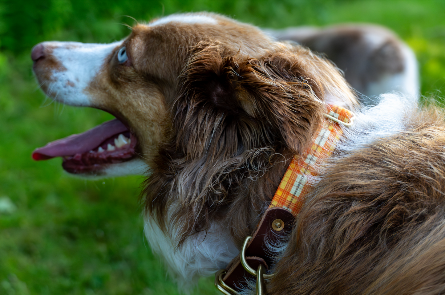 Tartan Dog Bundle