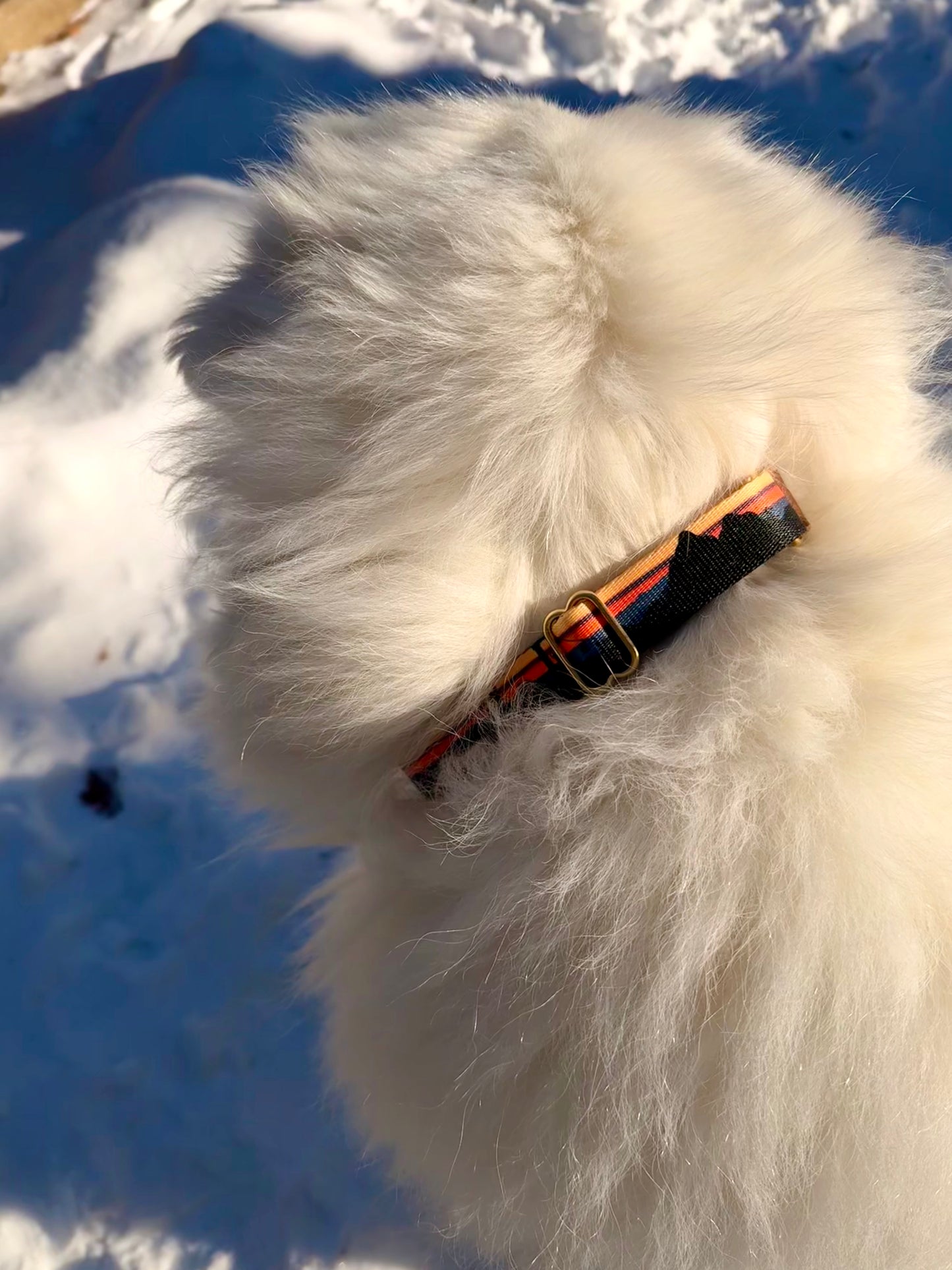 Alpine Ski Dog Collars