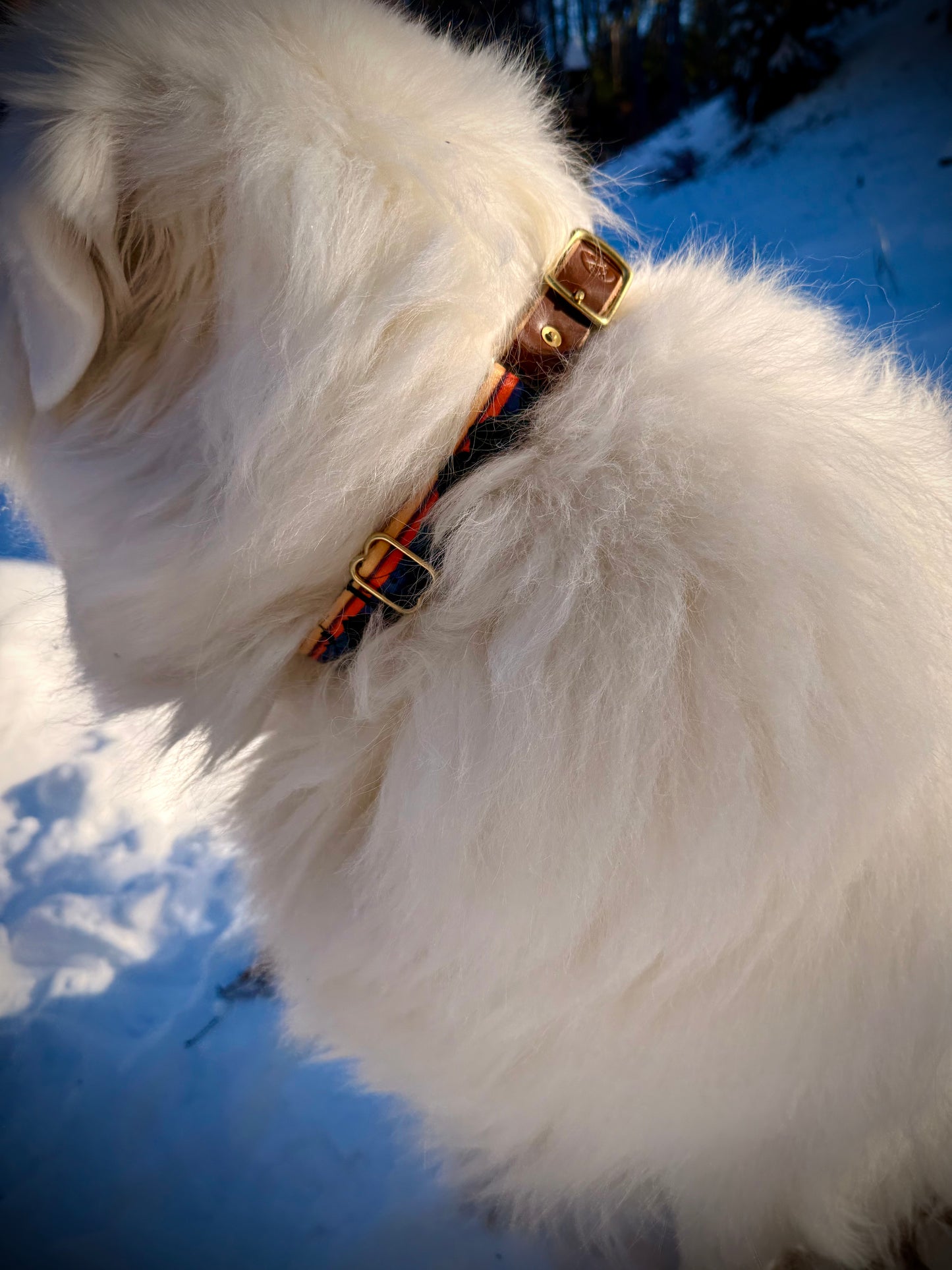 Alpine Ski Dog Collars